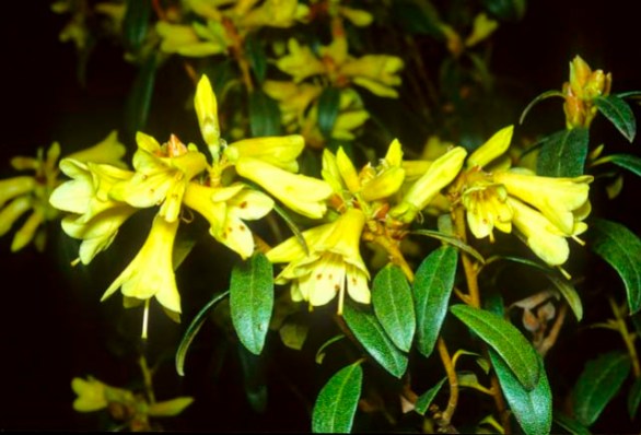 Yellow Hammer Rhododendron